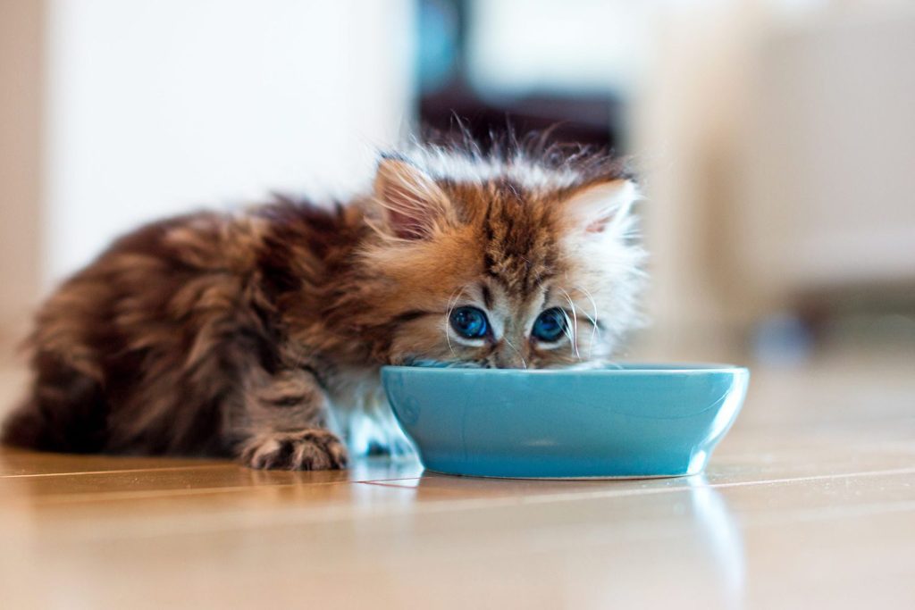 best cat bowls