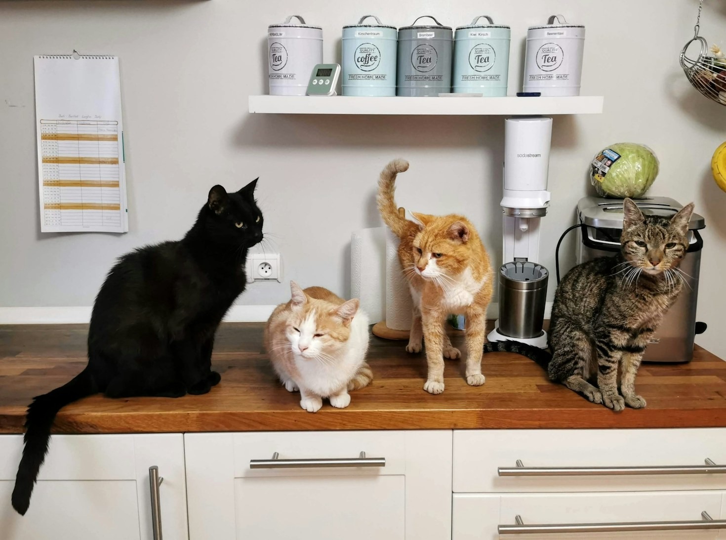 Top Tips for Keeping Your Cat Healthy and Happy