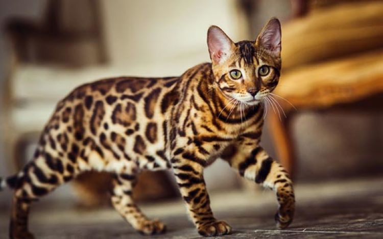 how much do bengal cats cost?