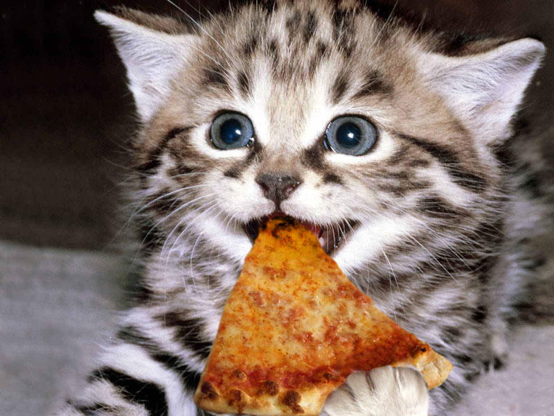 best kitten treats