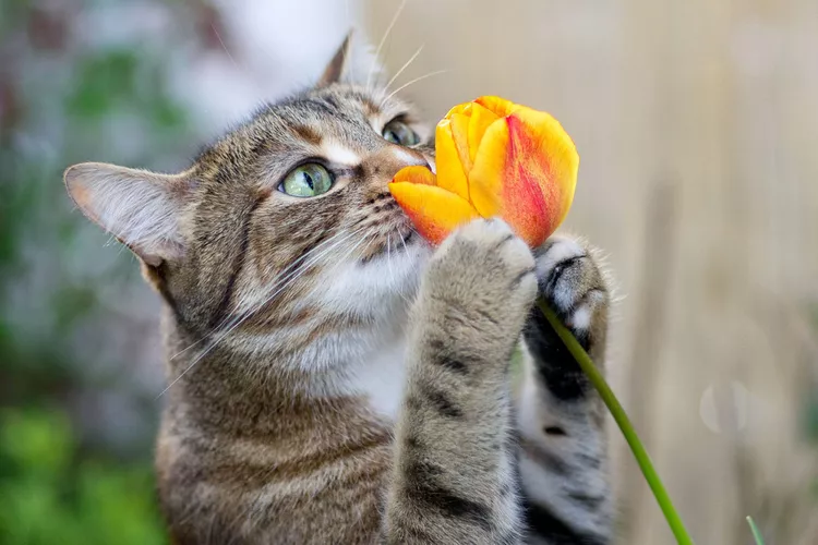 what smell do cats dislike
