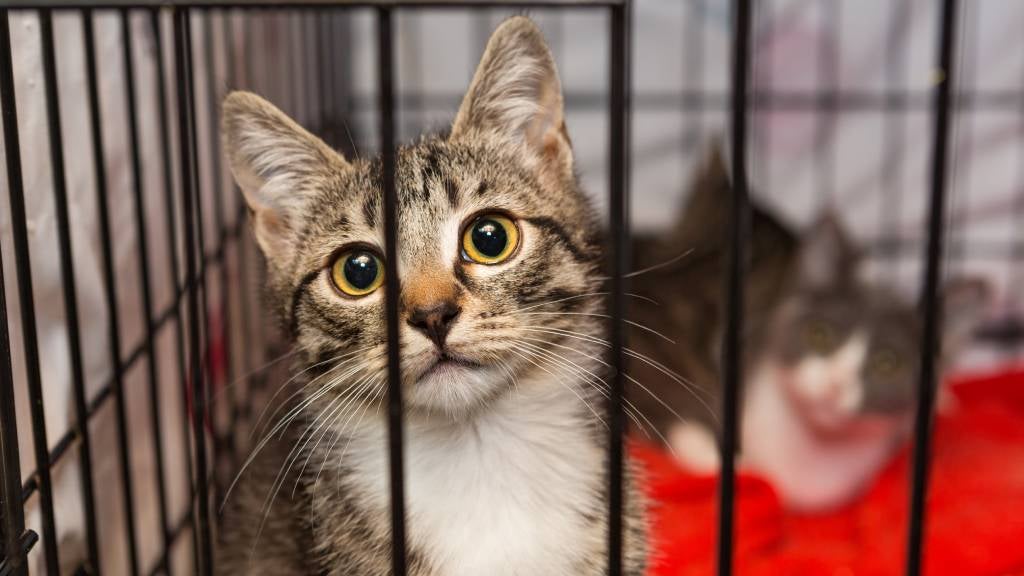 how much to adopt a cat
