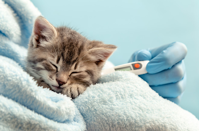 Pancreatitis in cats when to euthanize?