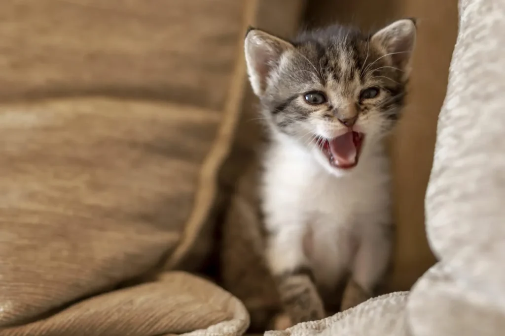 how to stop your cat's excessive meowing