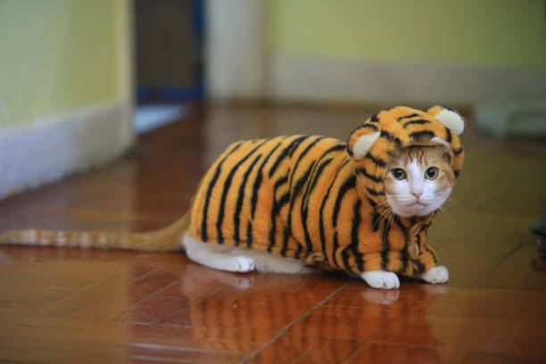 Taming the Tiger: How to Stop Cat Aggression & Reclaim Your Peaceful Home