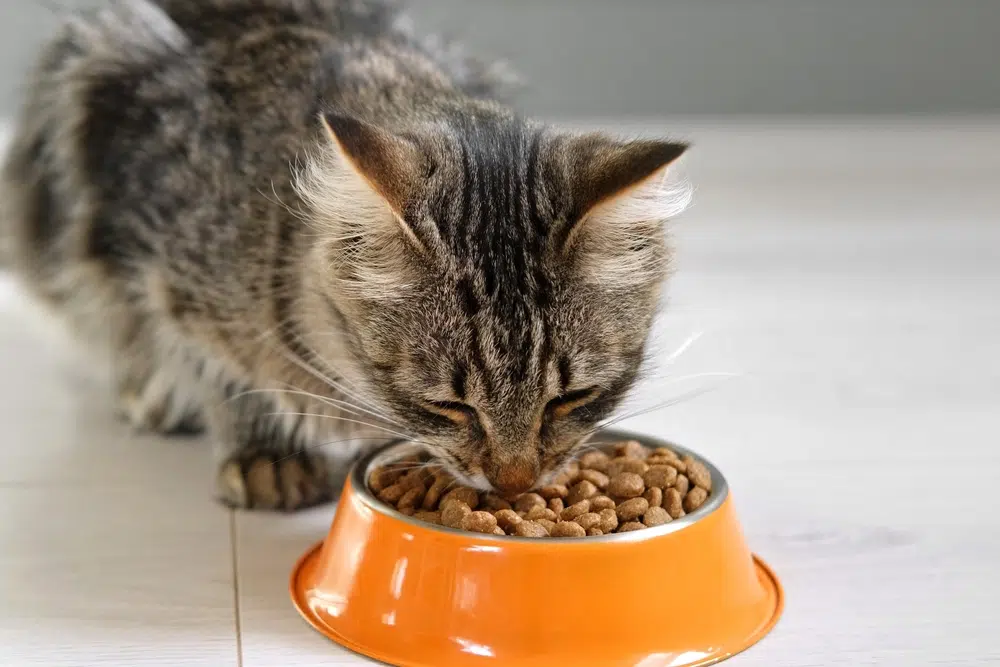 The Definitive Guide to the Best Wet Cat Foods of 2026: Expert Picks & Nutritional Insights