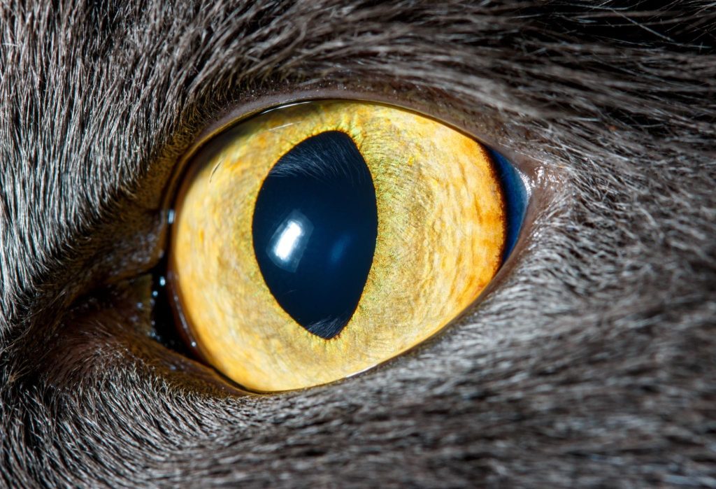 what colours can cats see?